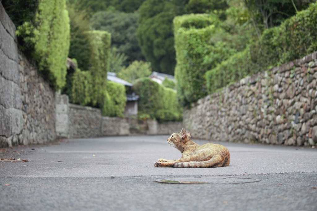 ﾈｺﾁｬﾝ